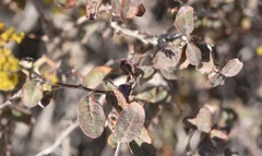 Eriogonum corymbosum nilesii
