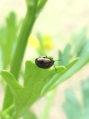 Chrysolina subsulcata