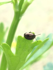 Chrysolina subsulcata