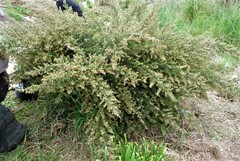 Pomaderris phylicifolia