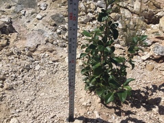 Cercocarpus fothergilloides