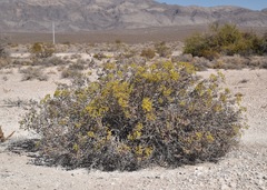 Eriogonum corymbosum nilesii