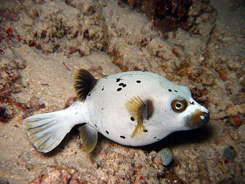 Blackspotted Puffer