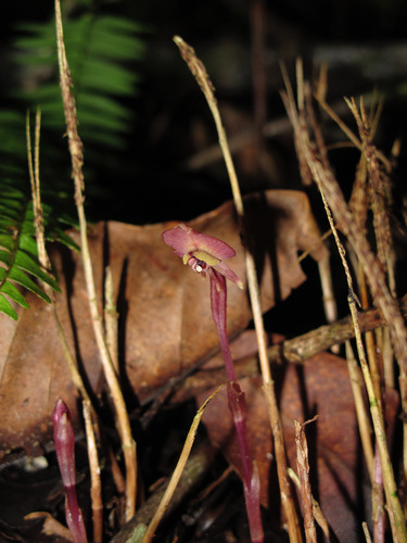 Corsia observed 2012-01-17