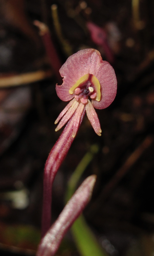 Corsia clypeata