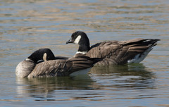 Branta hutchinsii leucopareia