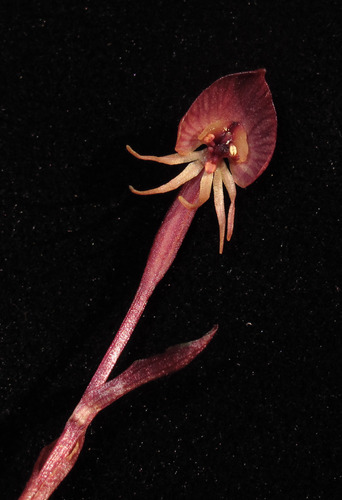 Corsia observed 2012-02-23