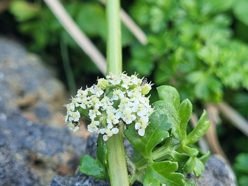 Apium chilense (Apium chilense)