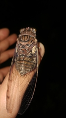 Quesada gigas