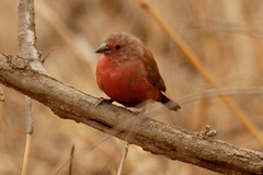 Lagonosticta rubricata