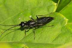 Dolichurus