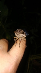 Quesada gigas