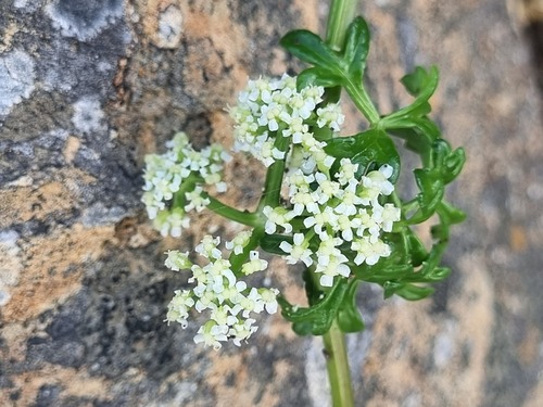 Apium chilense (Apium chilense)