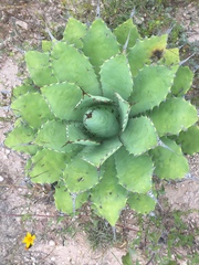 Agave nuusaviorum