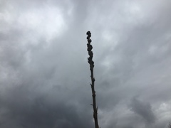 Agave nuusaviorum