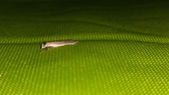 Gelechioidea