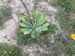 Agave nuusaviorum