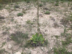 Agave nuusaviorum