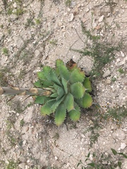 Agave nuusaviorum