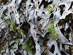 Pseudocyphellaria cinnamomea