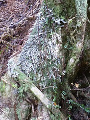 Pseudocyphellaria cinnamomea