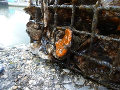 Styelidae