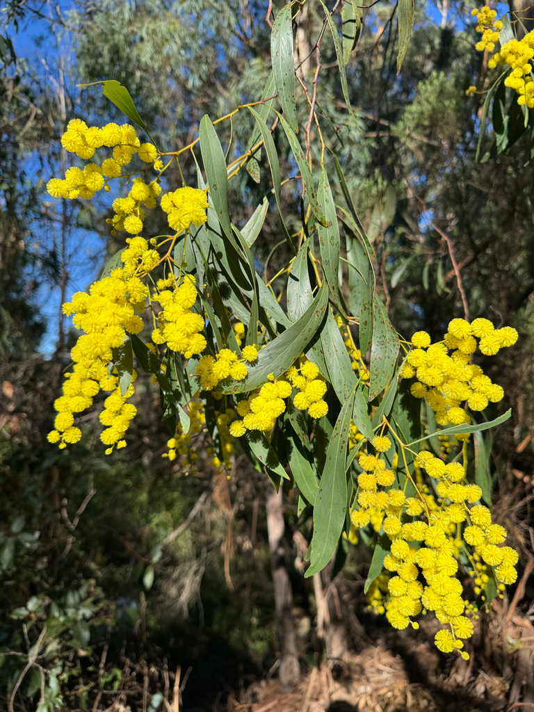 Golden wattle tree habit