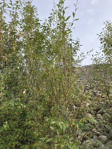 Little-tree Willow (Salix arbusculoides)