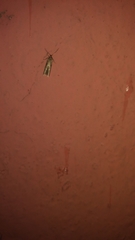 Gelechioidea