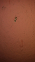 Gelechioidea