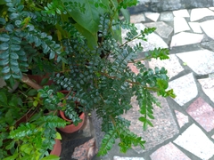 Zanthoxylum beecheyanum