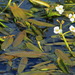 Floating Arrowhead - Photo (c) Ольга Курякова, some rights reserved (CC BY-NC), uploaded by Ольга Курякова