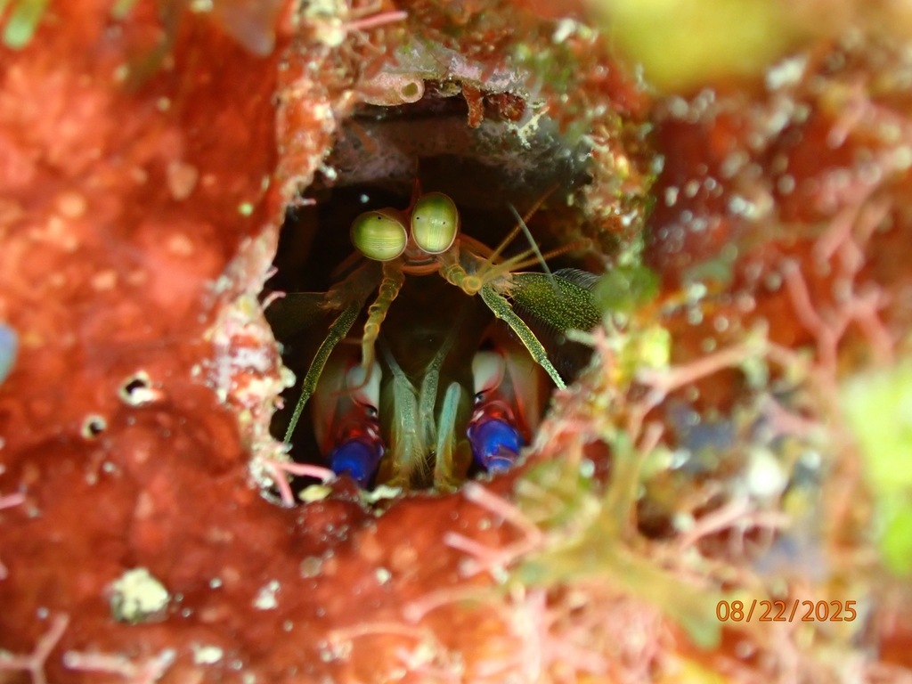 Dark Mantis Shrimp