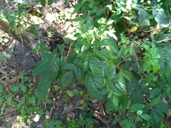 Ohwia caudata