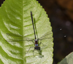Teinopodagrion curtum