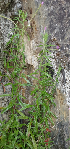 Aboriginal willowherb (Epilobium billardiereanum)
