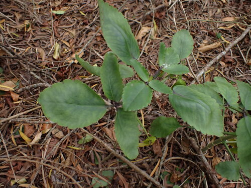Kalanchoe observed 2025-08-24