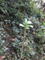 Theaceae