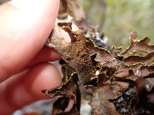 Lobaria, 2025-08-24