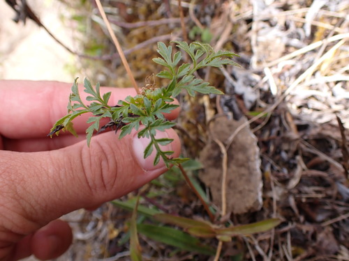 Bidens torta, 2025-08-24