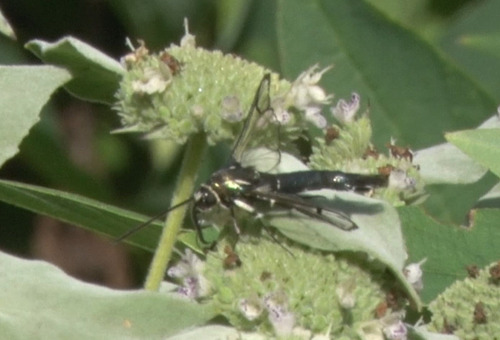 Lesser Peachtree Borer Moth photo 2