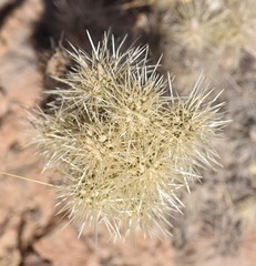 Cylindropuntia multigeniculata