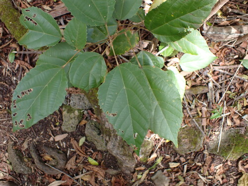 Mallotus philippensis observed 2025-08-24