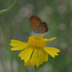 Brephidium pseudofea