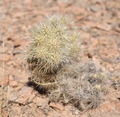 Cylindropuntia multigeniculata