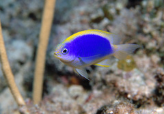 Chrysiptera flavipinnis