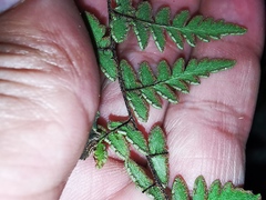 Myriopteris fimbriata