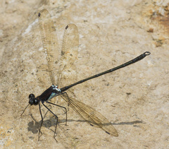 Teinopodagrion setigerum