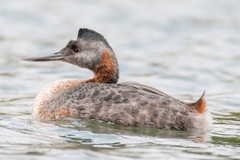 Great Grebe photo 3