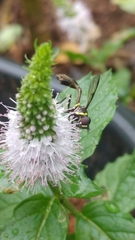 Salpingogaster